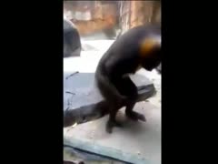 Fun zoophilia porn clip captured by zoo helper of a monkey vigorously masturbating alone 